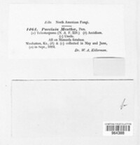 Puccinia menthae image